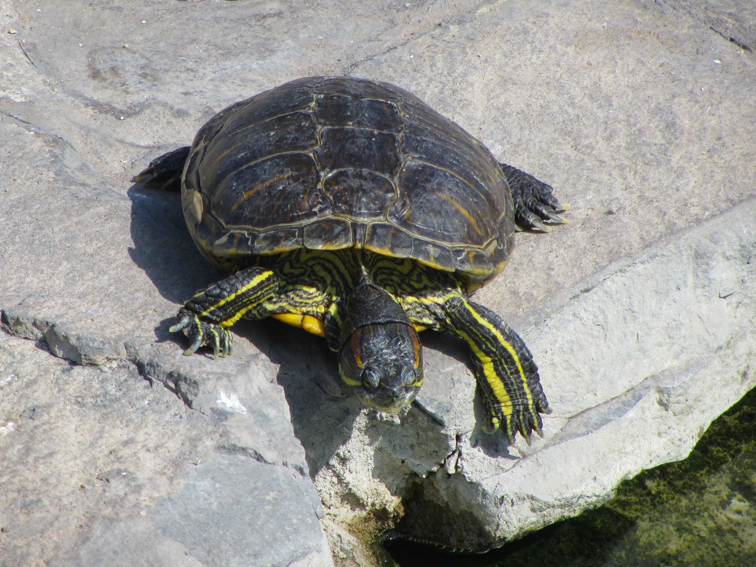 Turtle in Iquique